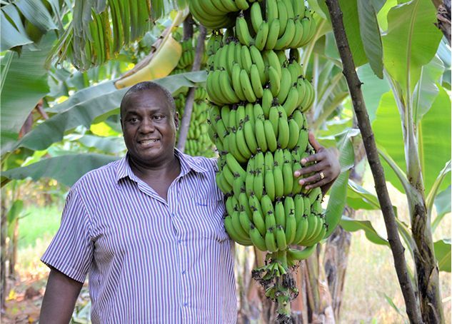 Banana Farmer Sandile_Limpopo 4