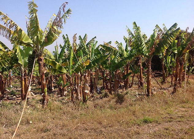 Banana trees on Sandile\'s farm 2