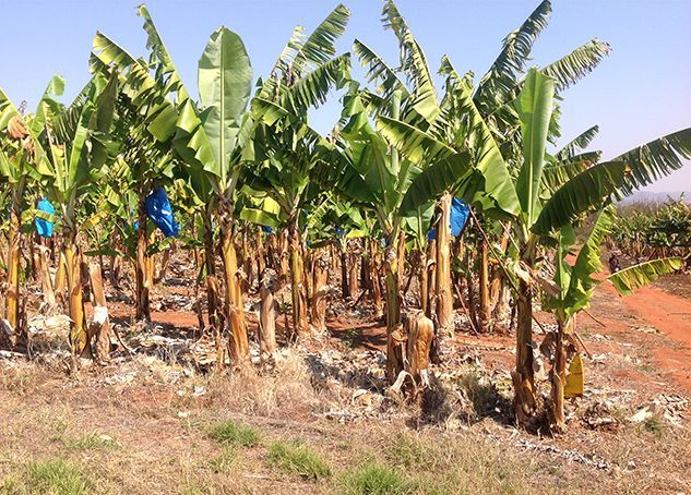 Banana trees on Sandile\'s farm 3
